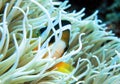 ClarkÃ¢â¬â¢s Anemonefish